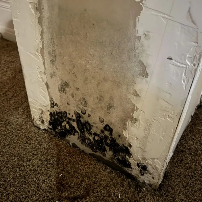 Professional Mold Removal in Chambers County, TX